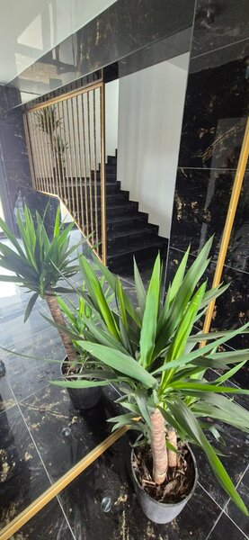 Theodor Pallady, Parcul Teilor Nicolae Teclu Titan